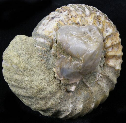 Pavlovia Ammonite With Fossil Oysters - Russia #29734